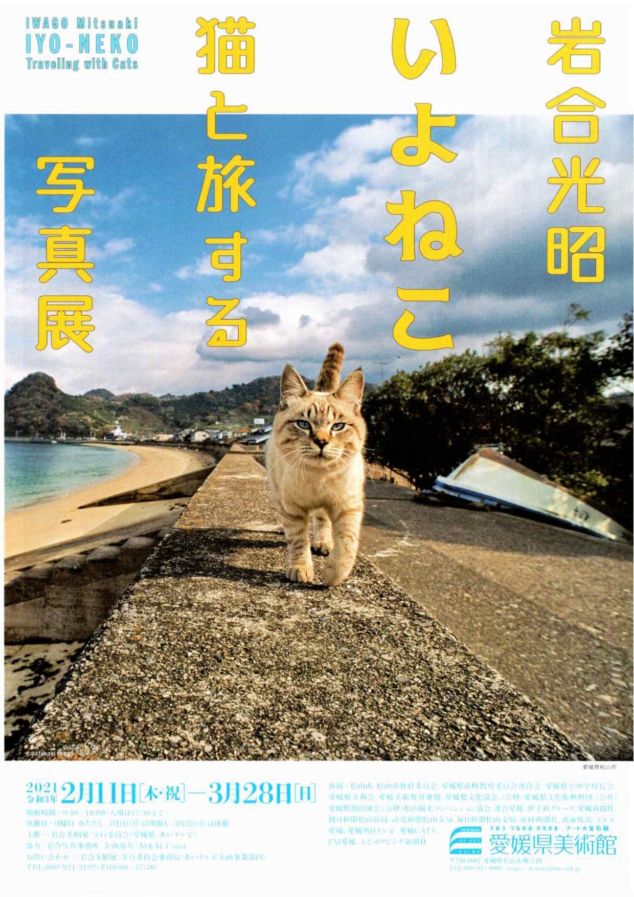 画像：岩合光昭 いよねこ 猫と旅する写真展